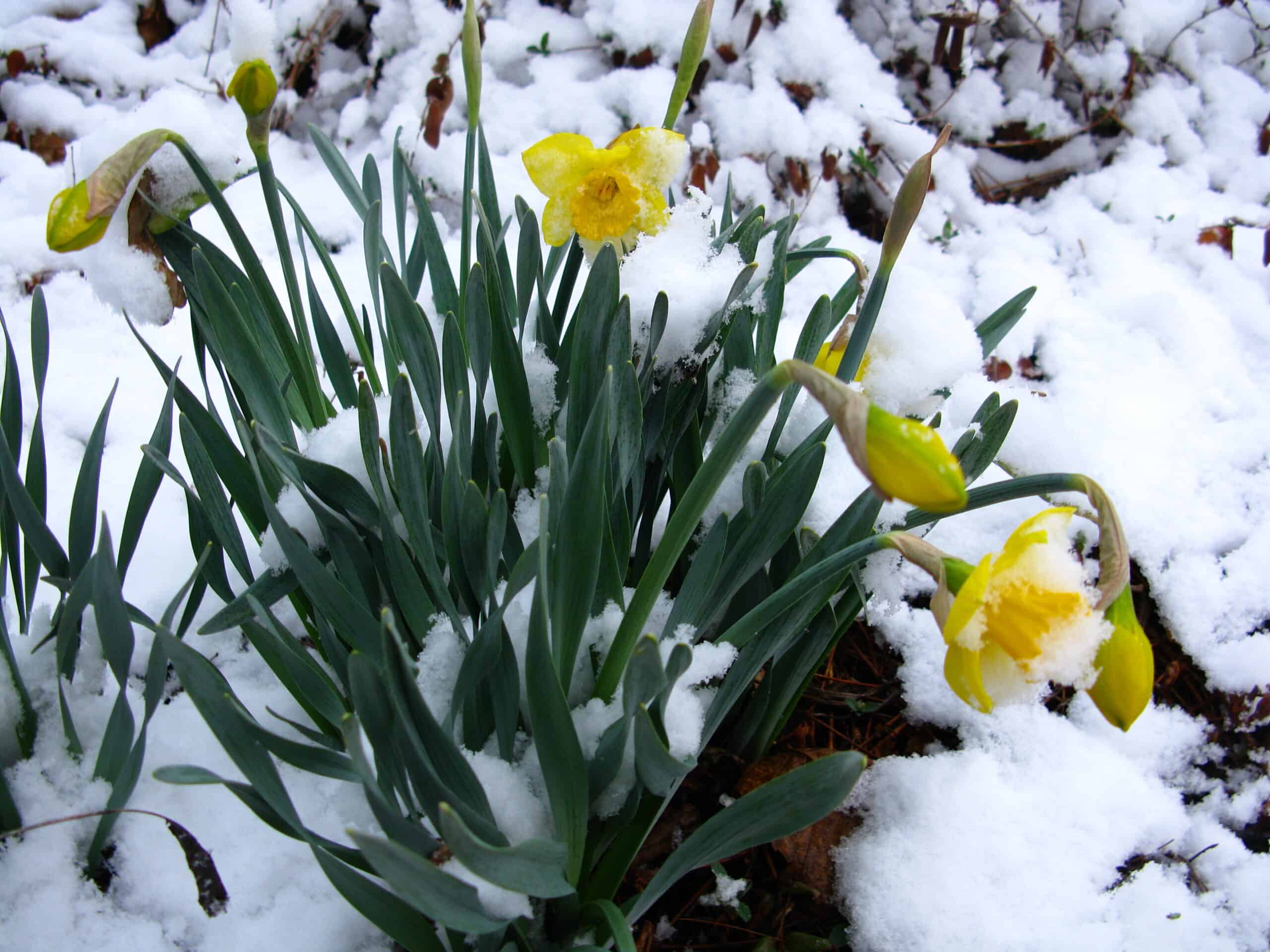 Spring Snow Daffodils by Forestwander Nature for Wikimedia